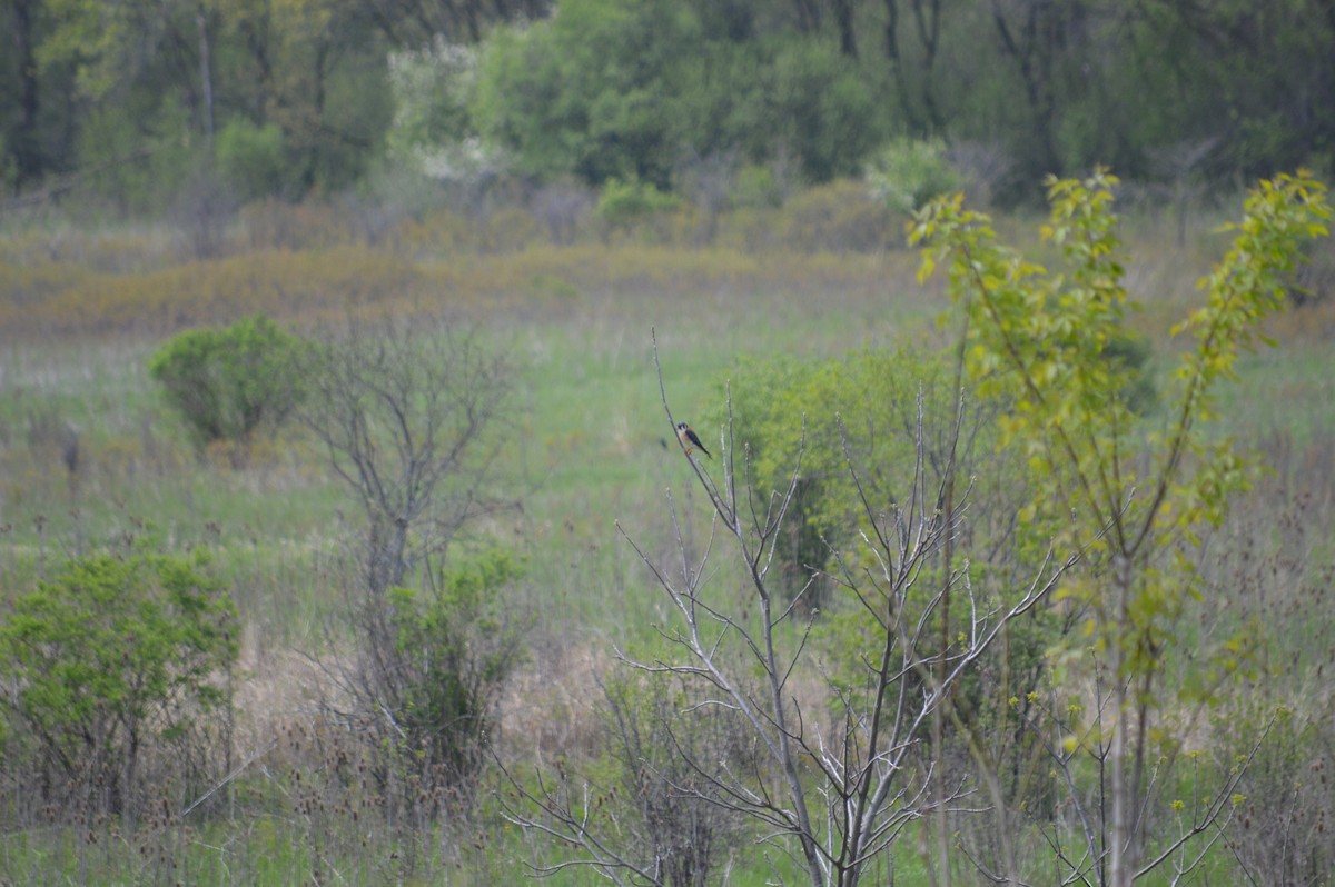 American Kestrel - ML618608615