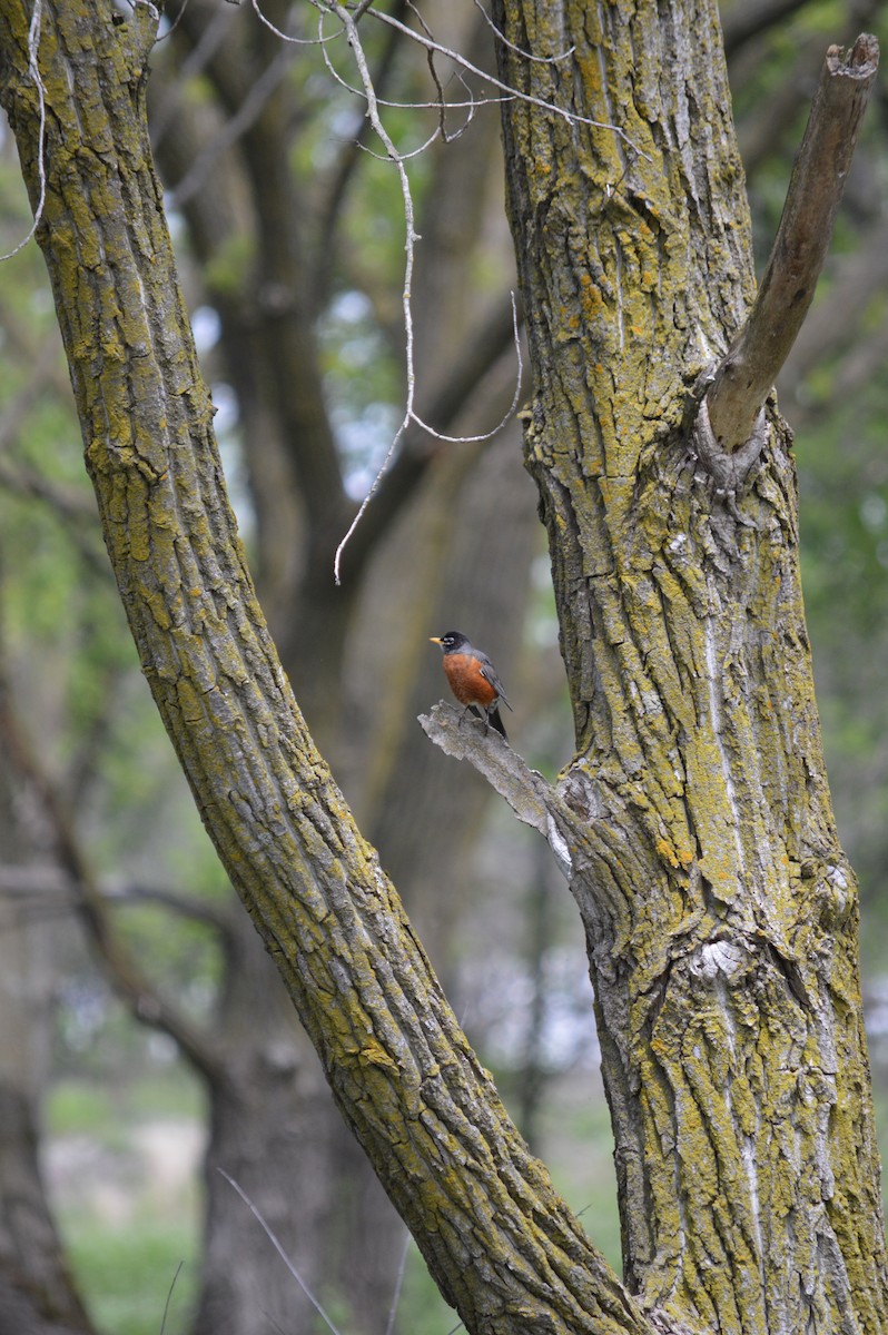 American Robin - ML618608618