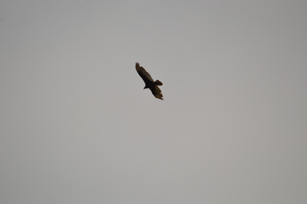 Turkey Vulture - Justin Hageman