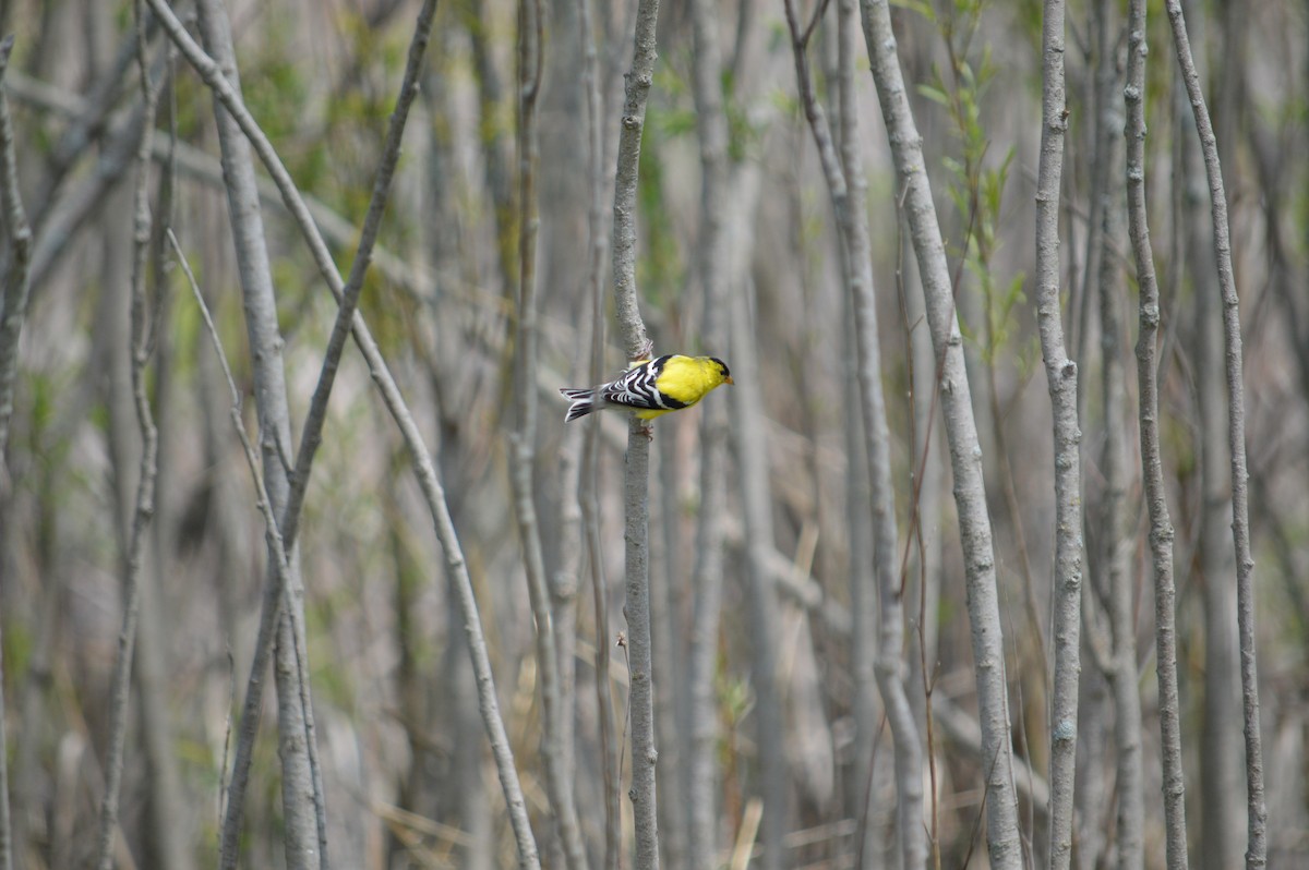 American Goldfinch - Justin Hageman