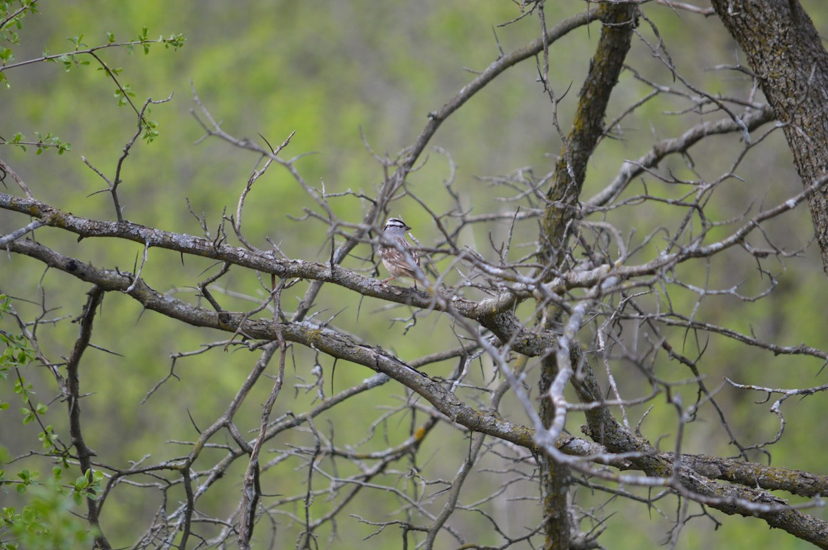 White-crowned Sparrow - Justin Hageman