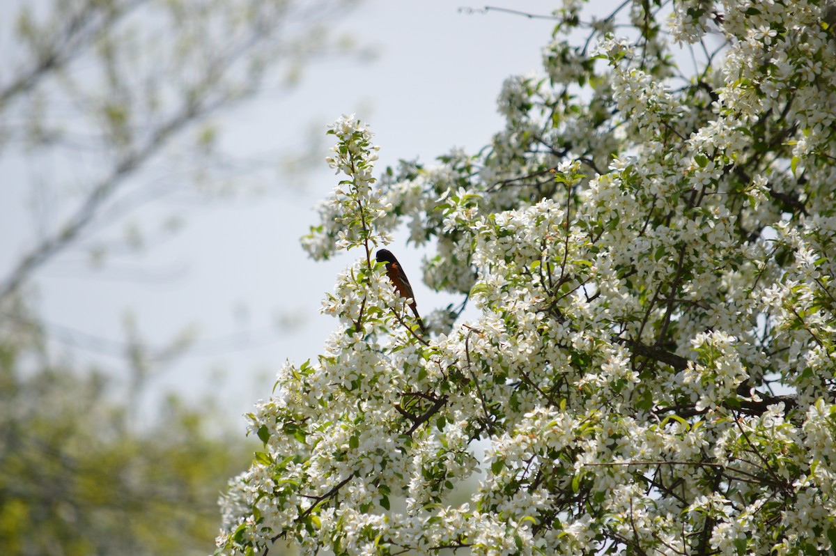 Baltimore Oriole - Justin Hageman