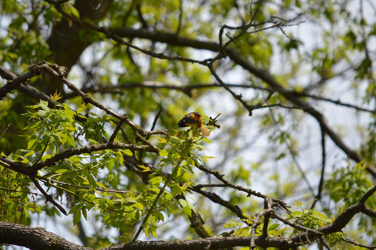 Baltimore Oriole - Justin Hageman