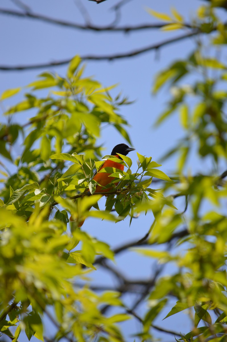 Baltimore Oriole - Justin Hageman