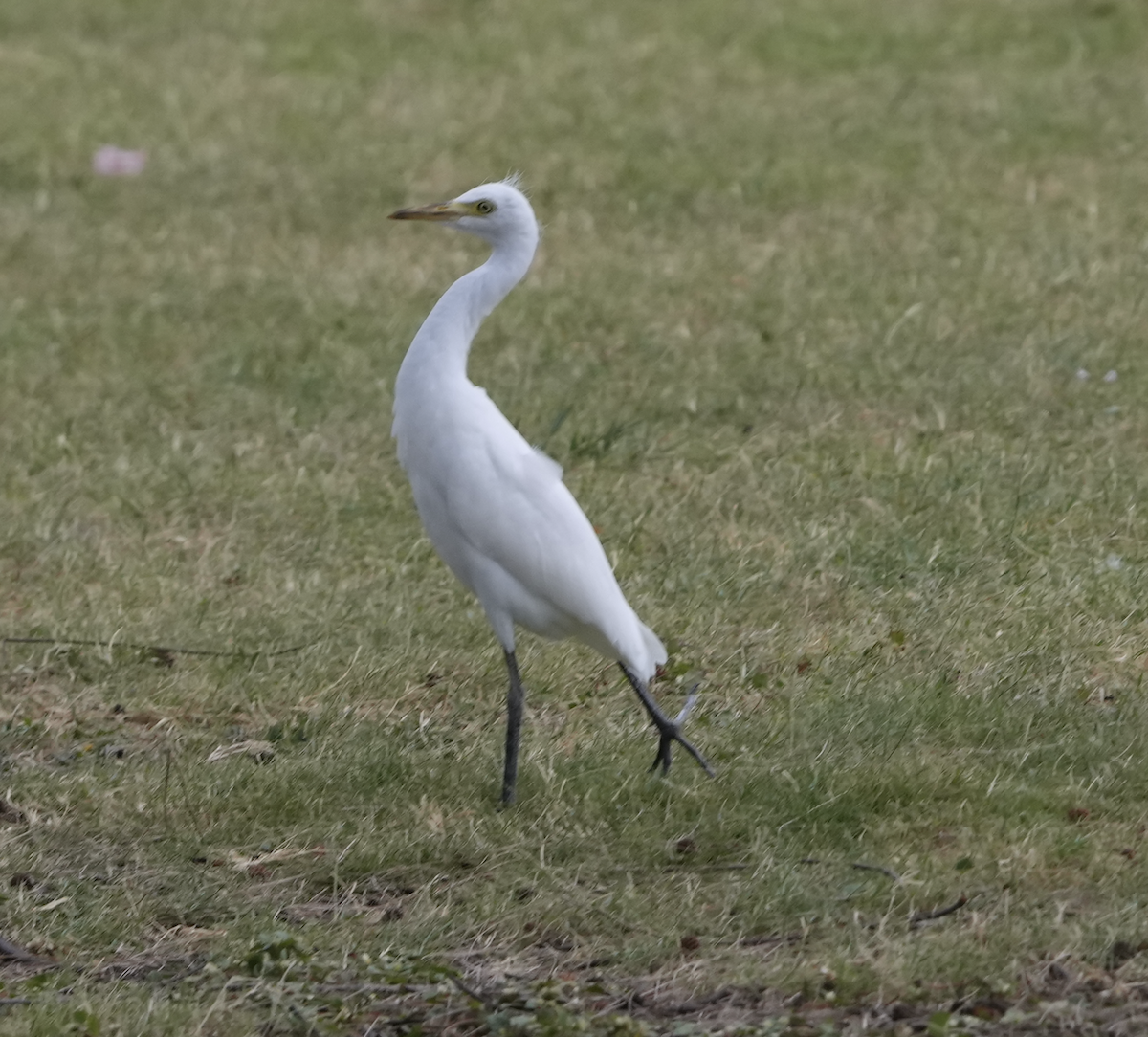 Western Cattle Egret - ML618608667