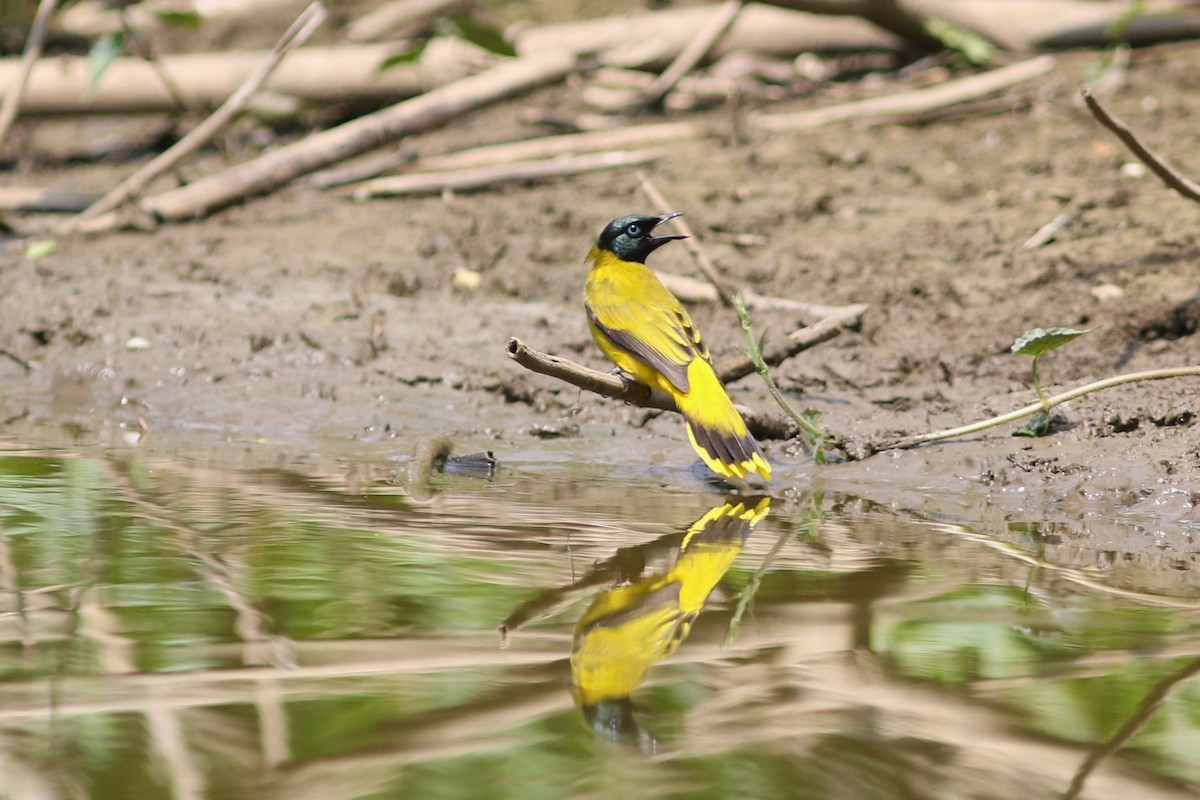 Black-headed Bulbul - ML618608697