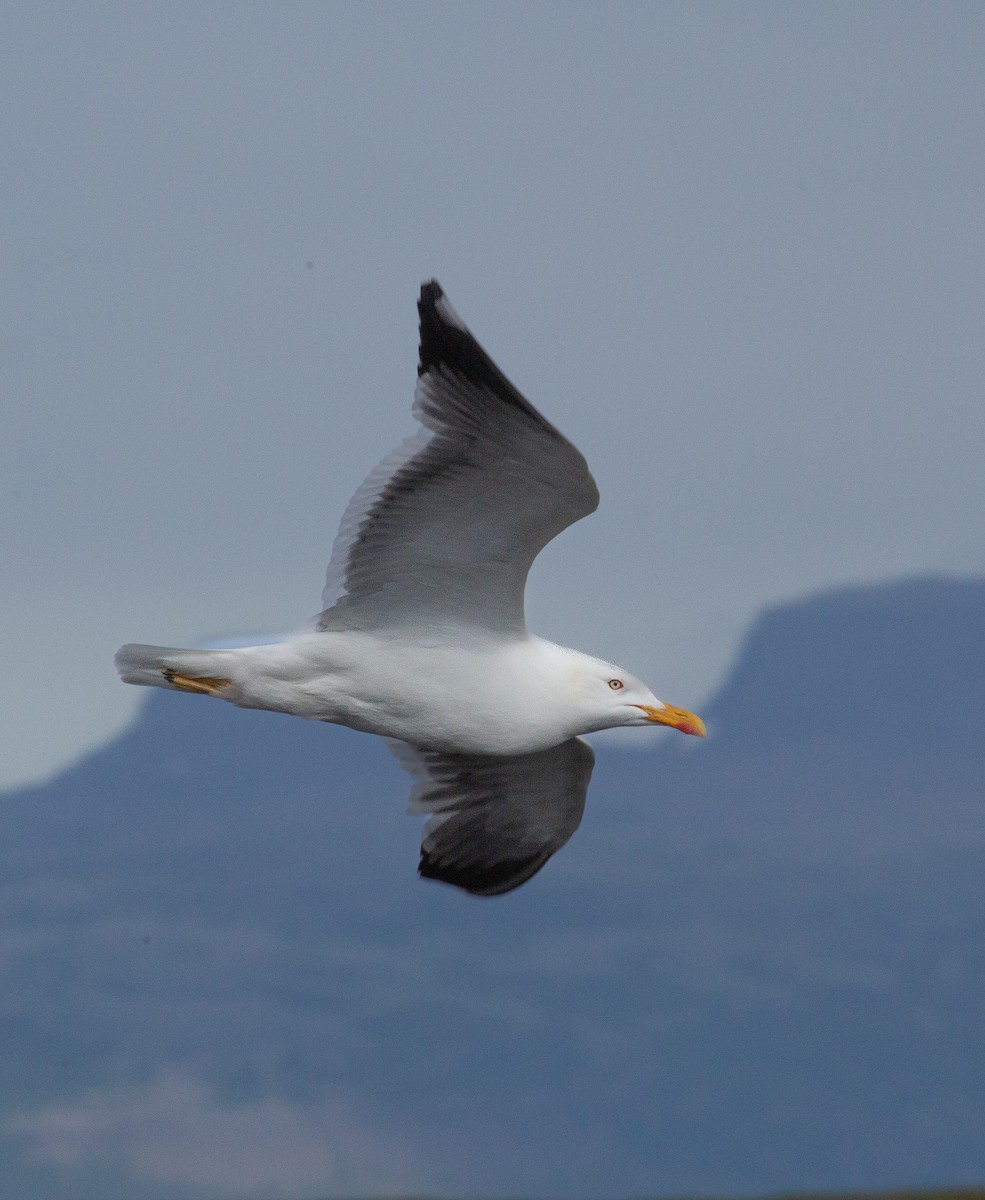 Lesser Black-backed Gull - ML618608698