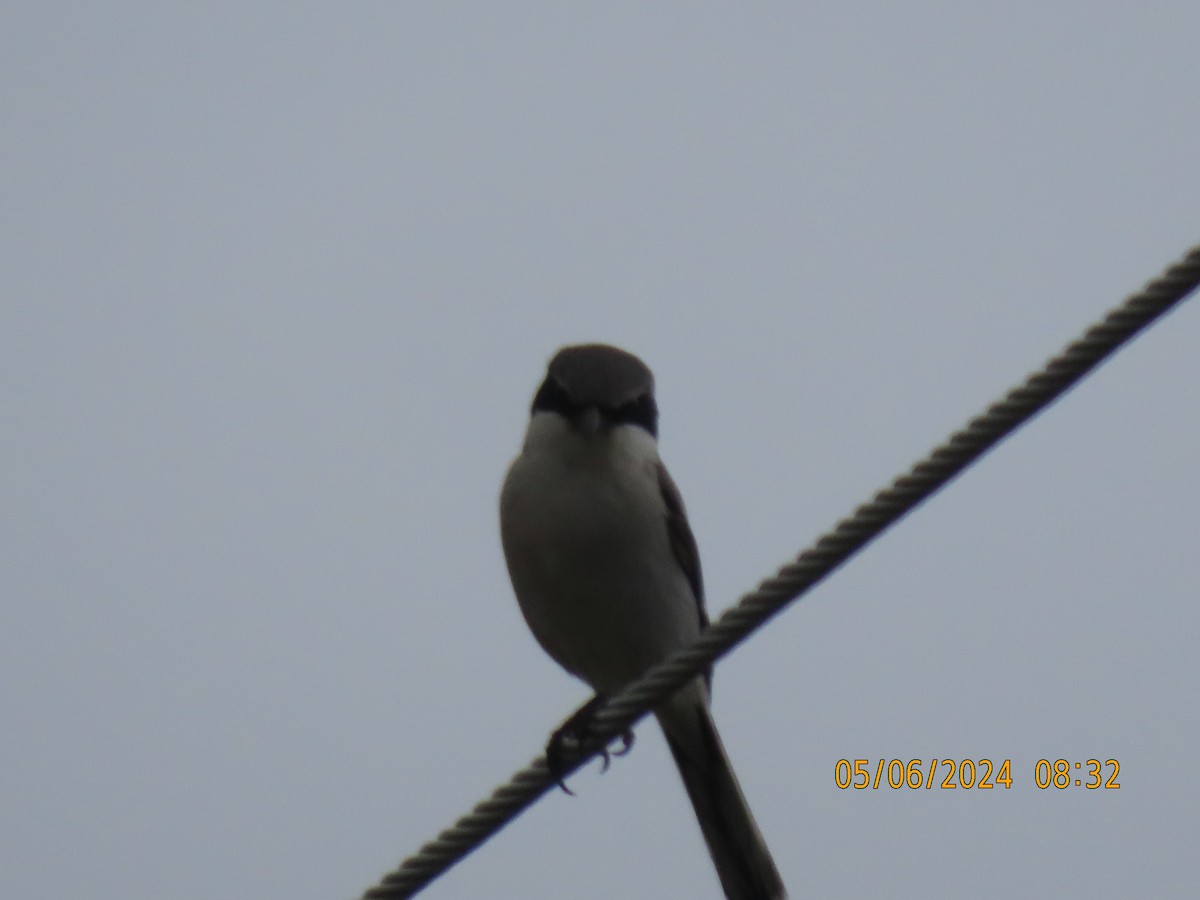 Loggerhead Shrike - ML618608737