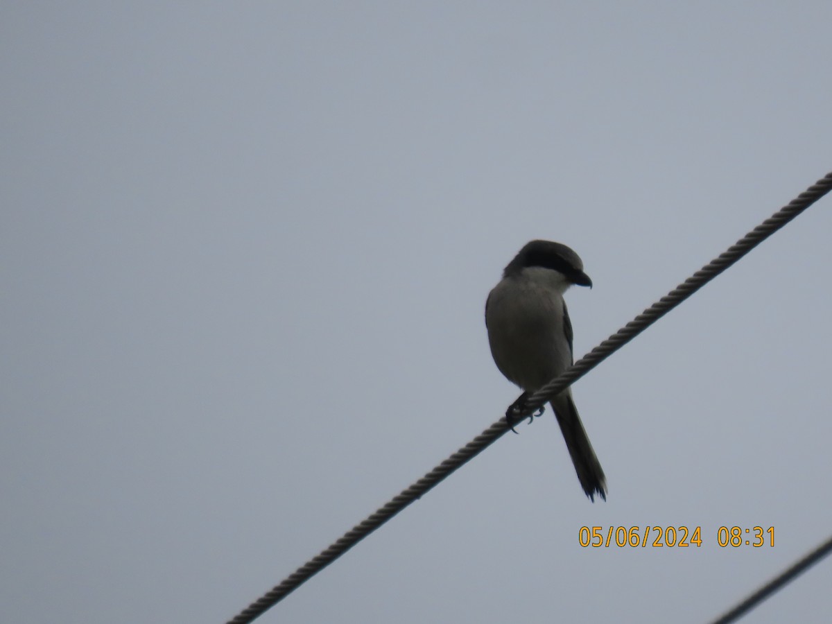 Loggerhead Shrike - ML618608739