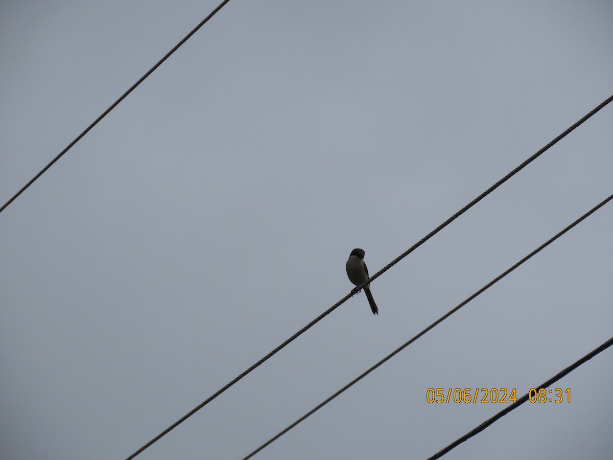 Loggerhead Shrike - ML618608740