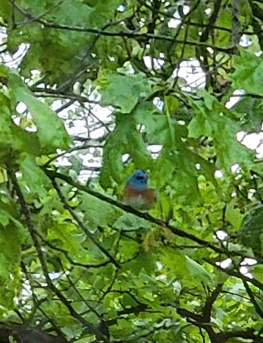 Lazuli Bunting - ML618608743