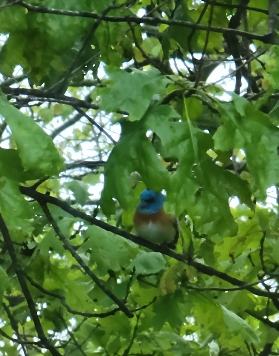 Lazuli Bunting - ML618608744