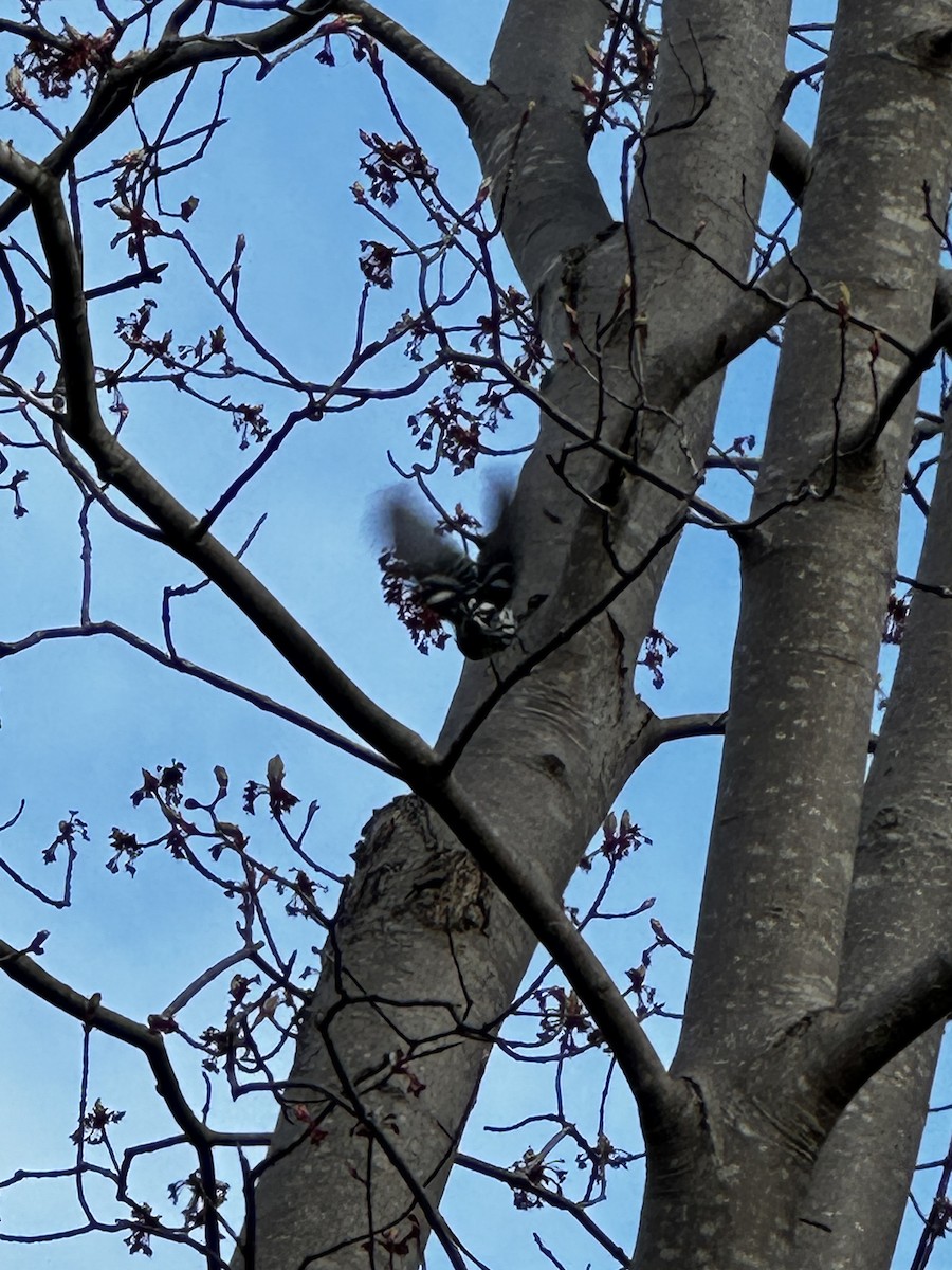 Black-and-white Warbler - ML618608802