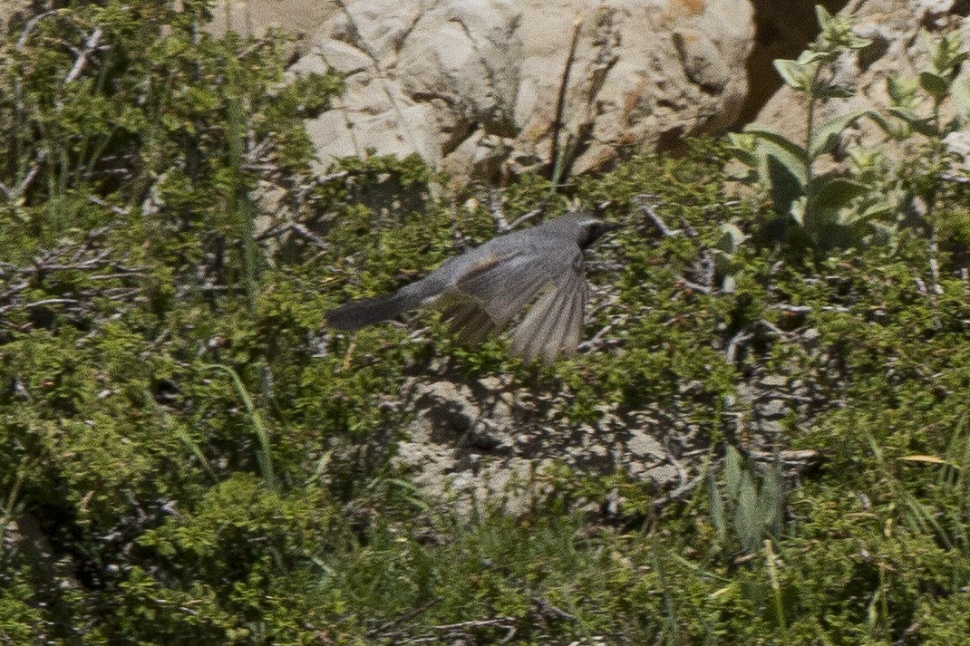 White-throated Robin - Yoav Perlman