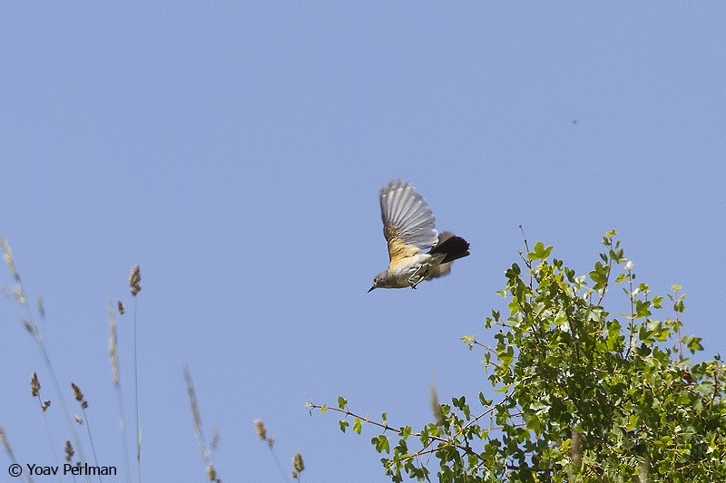 White-throated Robin - Yoav Perlman