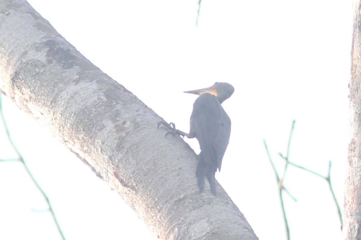 Great Slaty Woodpecker - Benjamin Pap