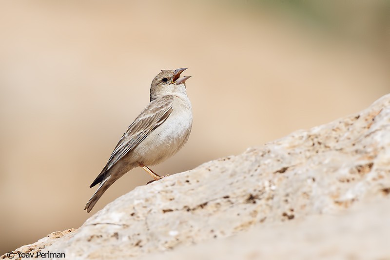 Pale Rockfinch - ML618608818