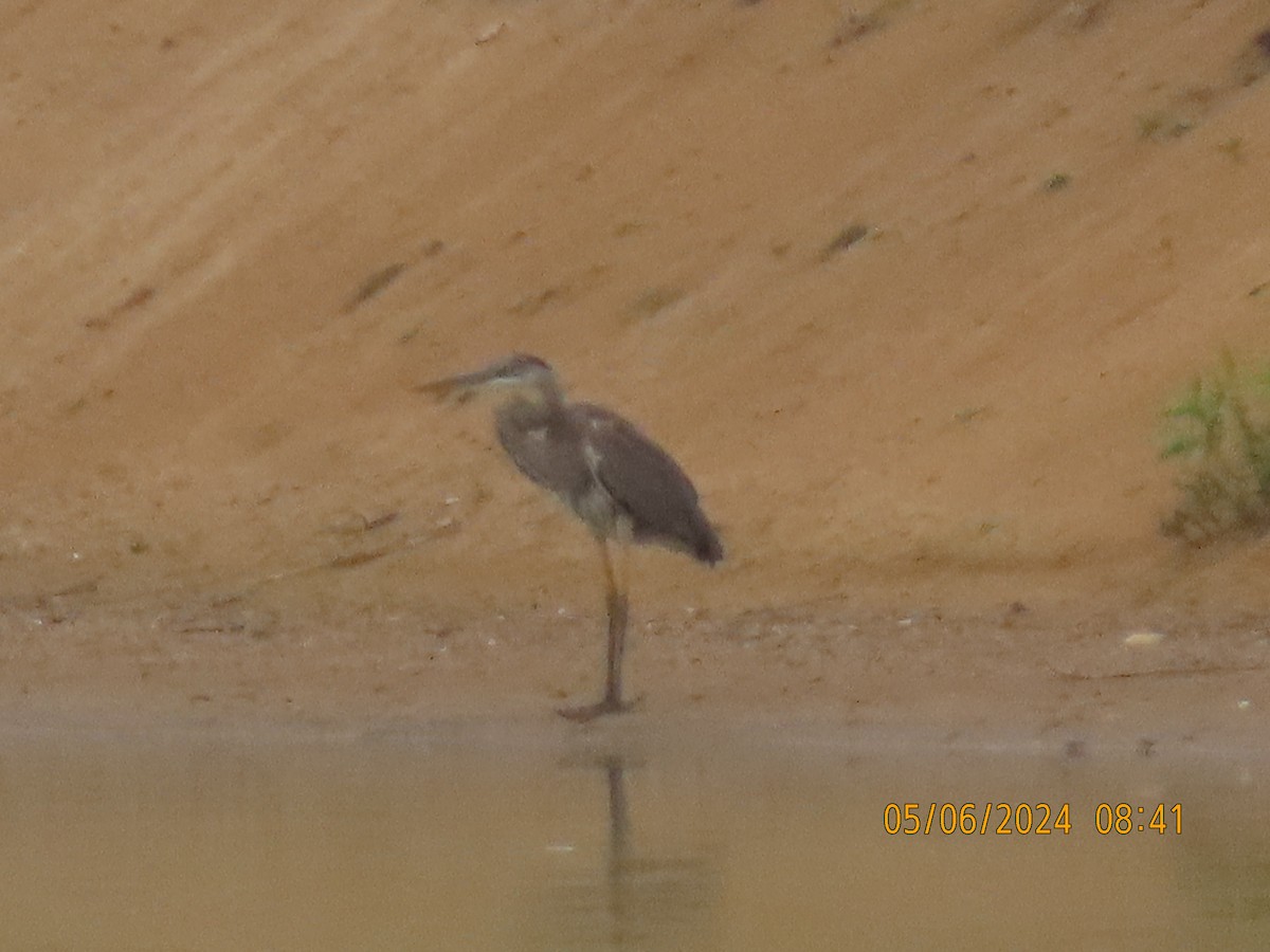 Great Blue Heron - ML618608823