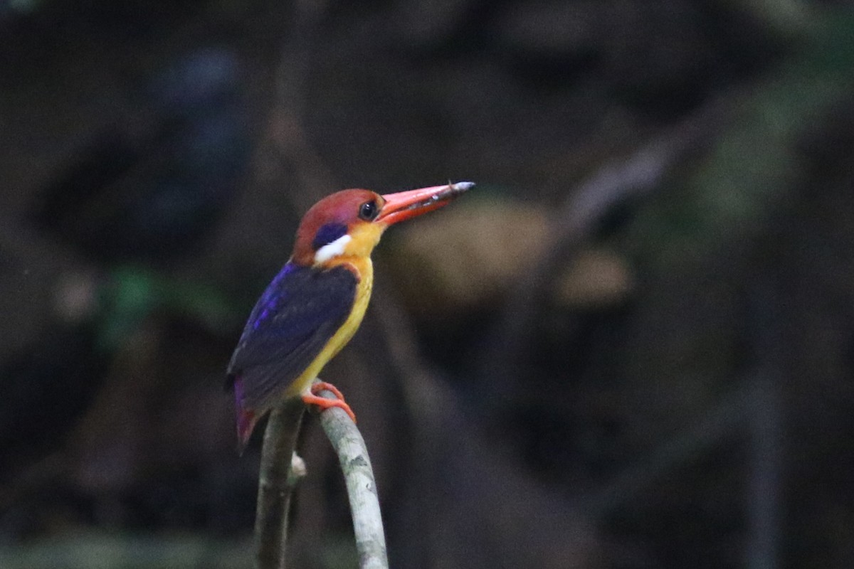 Black-backed Dwarf-Kingfisher - ML618608826