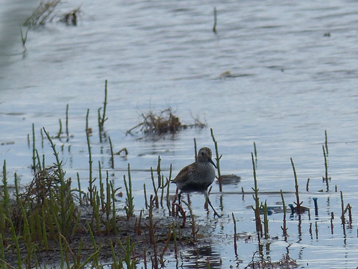 Dunlin - ML618608840