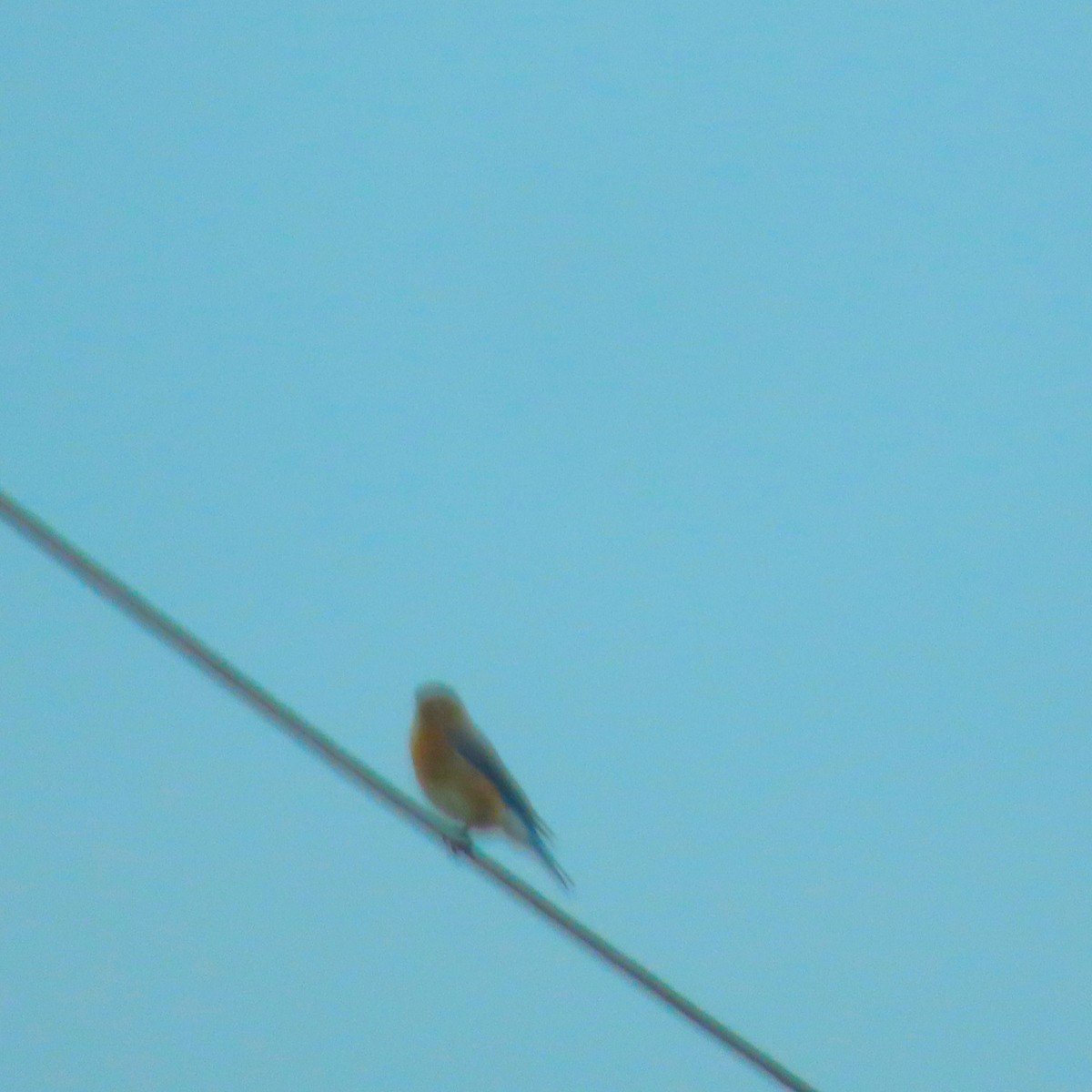 Eastern Bluebird - ML618608851