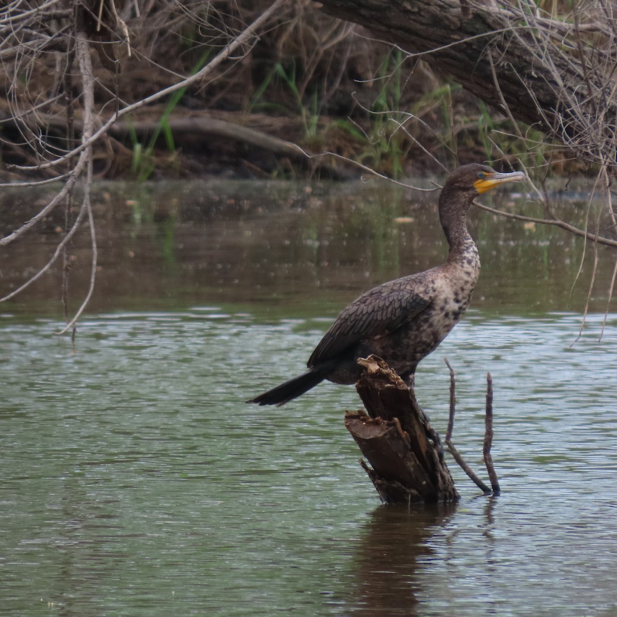 Cormoran à aigrettes - ML618608854