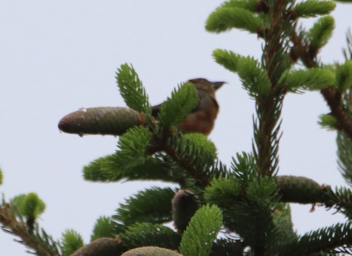 צלוב-מקור אדום - ML618608909