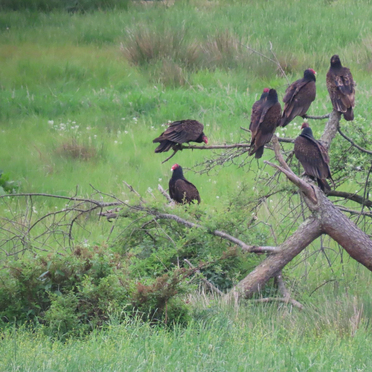 Turkey Vulture - ML618608914