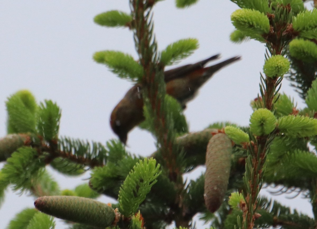 צלוב-מקור אדום - ML618608915