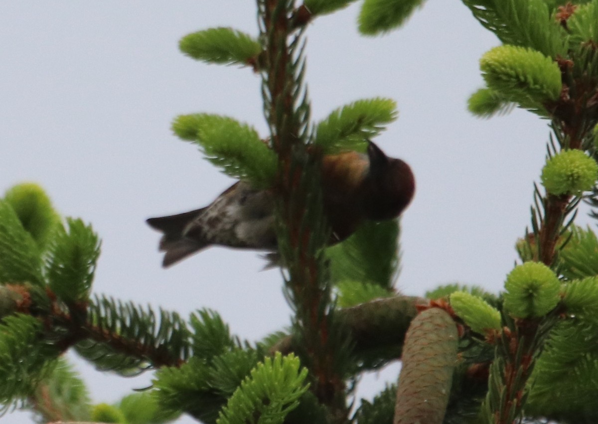 צלוב-מקור אדום - ML618608922