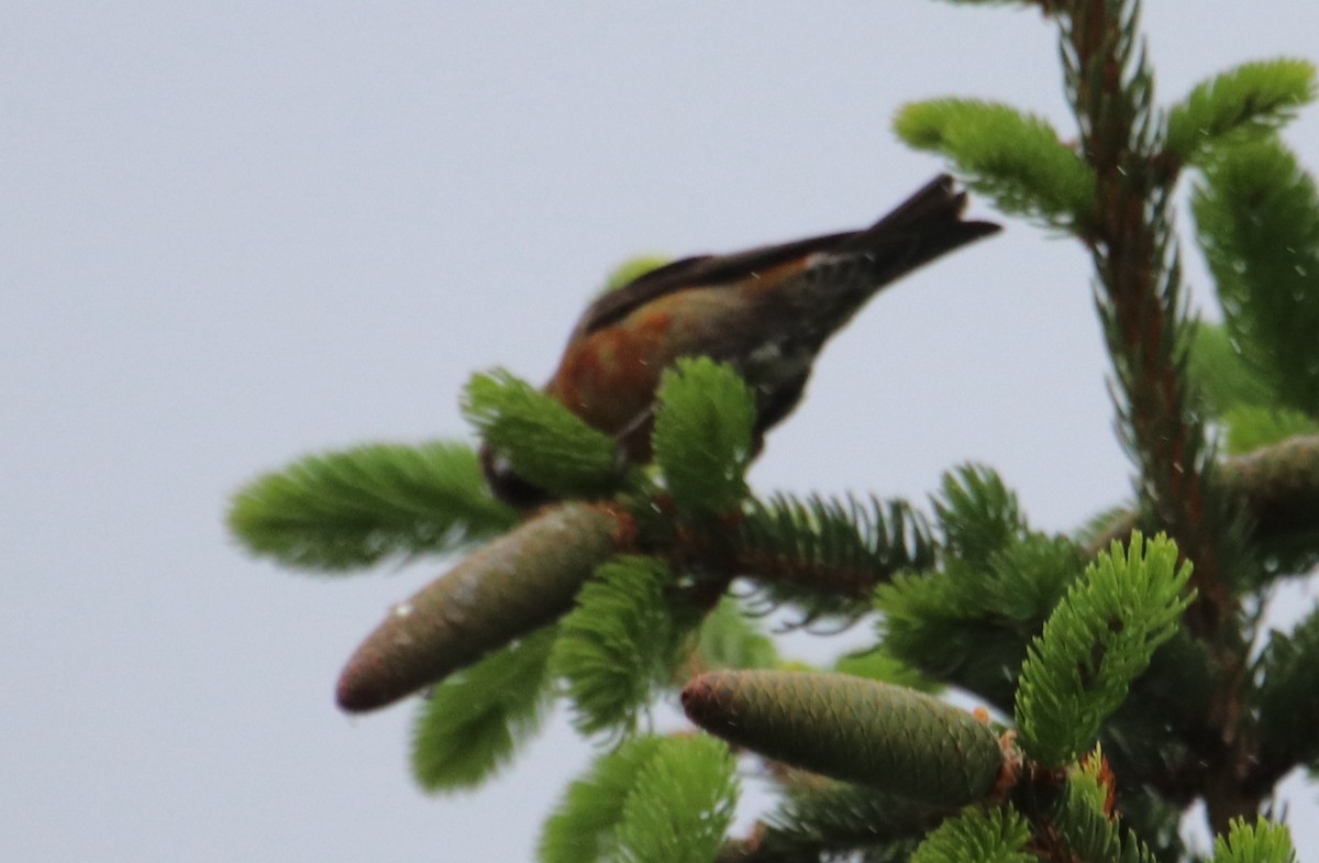 צלוב-מקור אדום - ML618608927