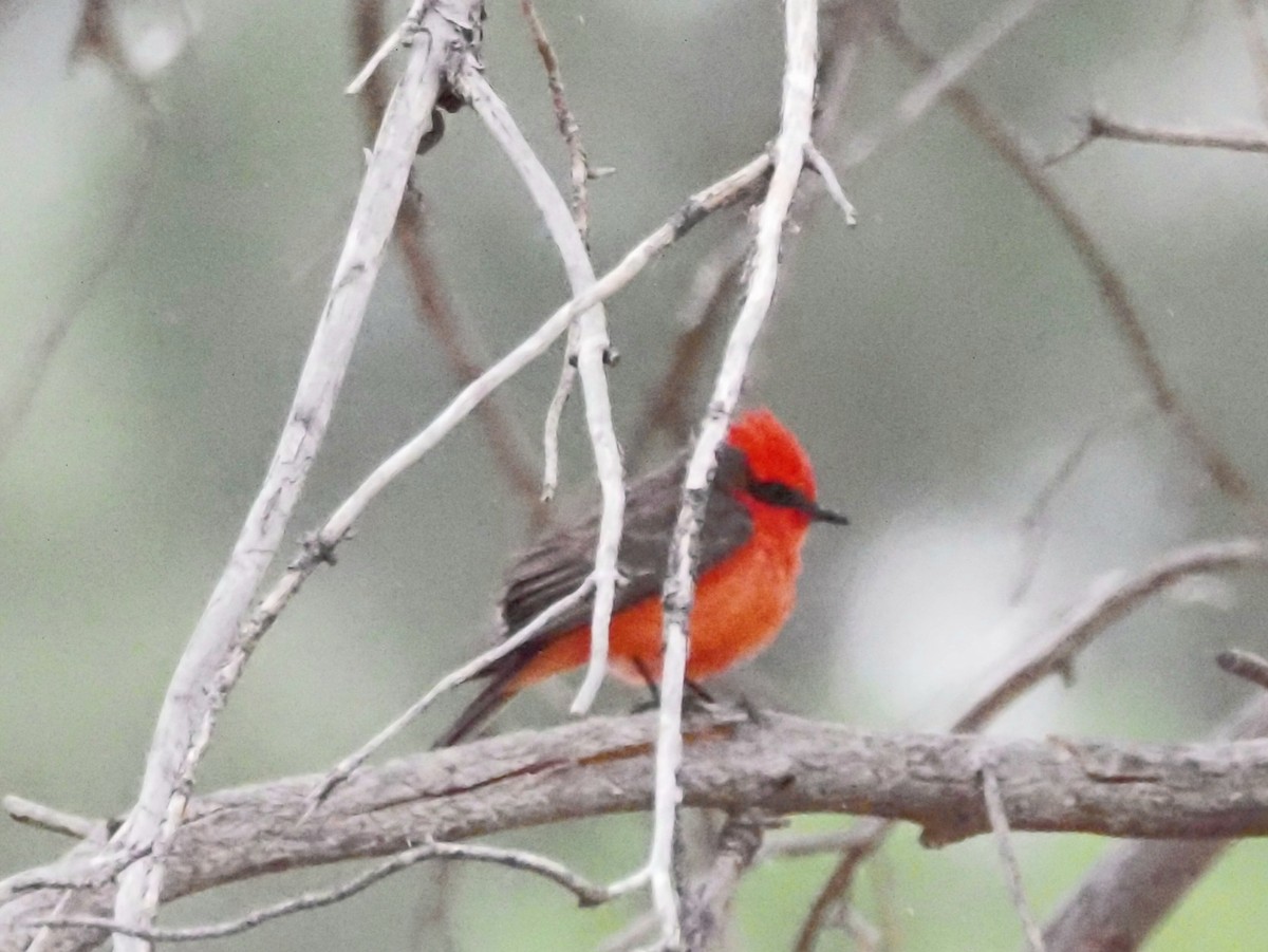 Vermilion Flycatcher - ML618608939