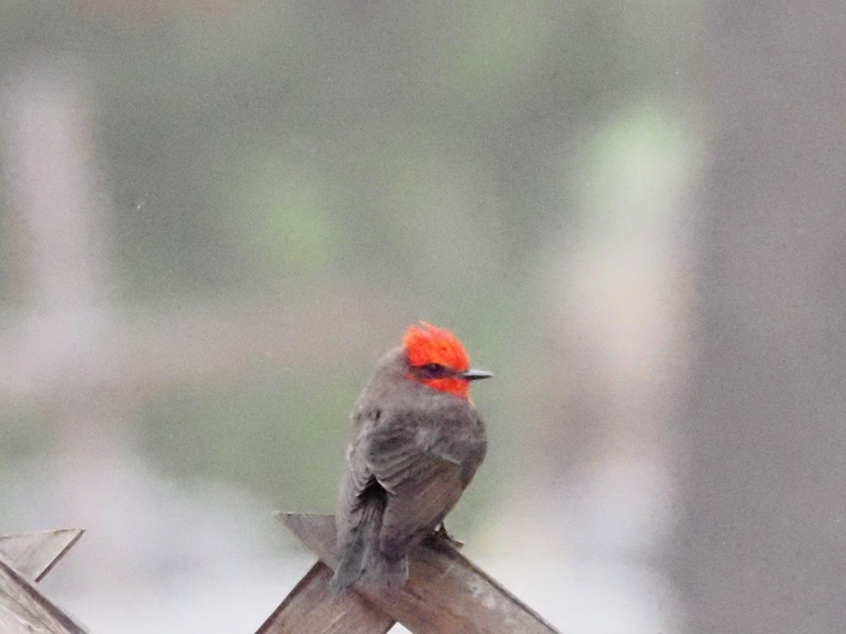 Vermilion Flycatcher - ML618608940