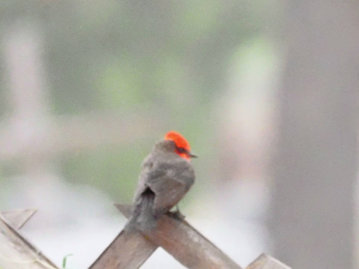 Vermilion Flycatcher - ML618608943