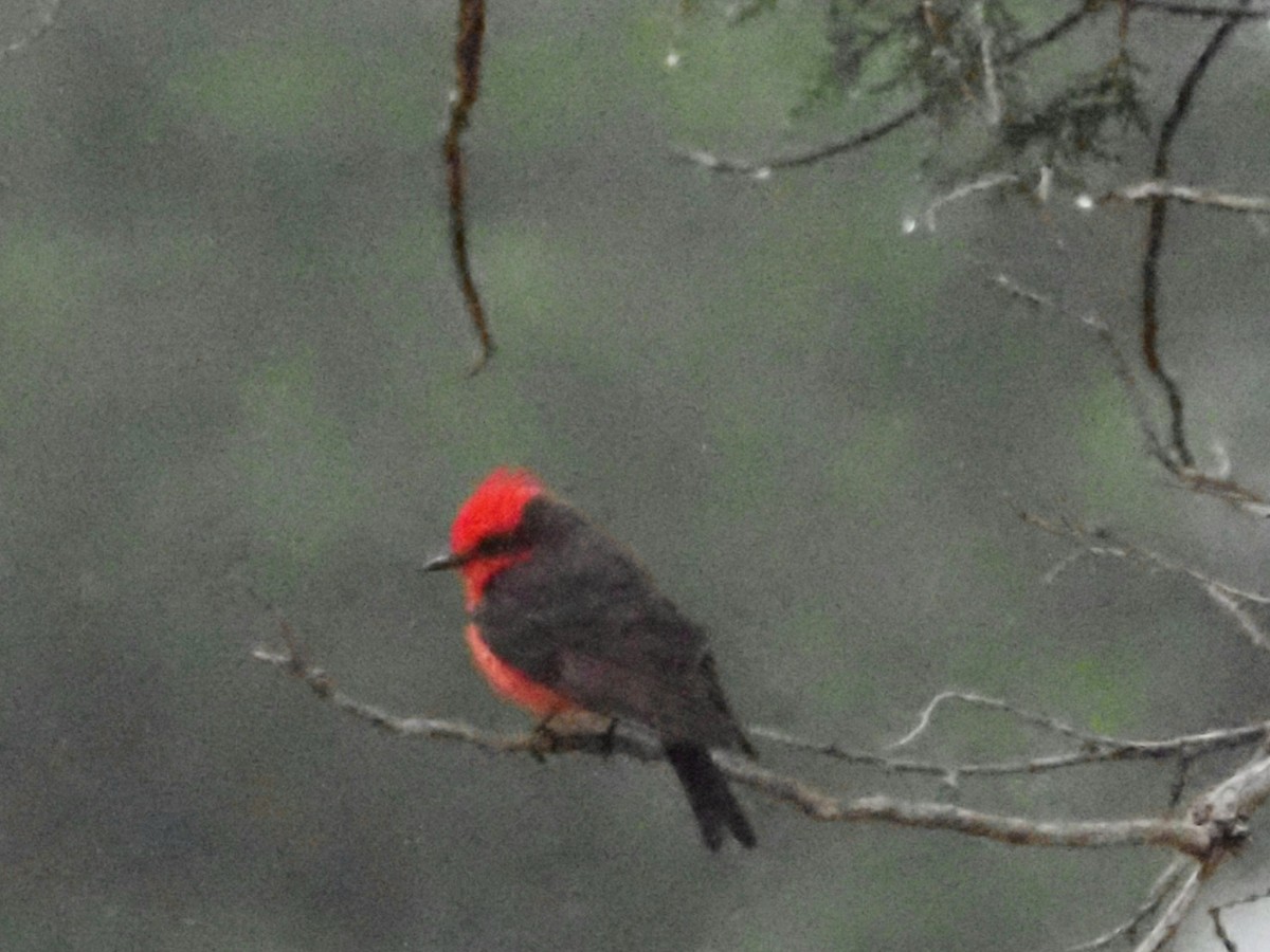 Vermilion Flycatcher - ML618608944