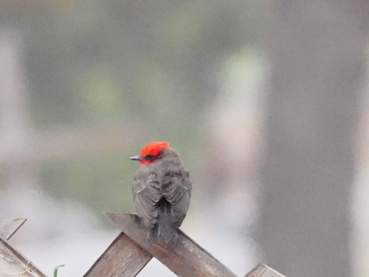 Vermilion Flycatcher - ML618608945