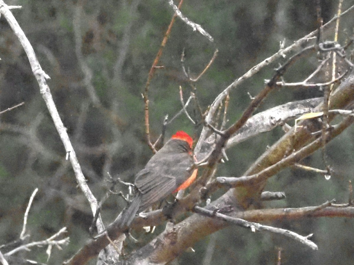 Vermilion Flycatcher - Jonine Dewitte