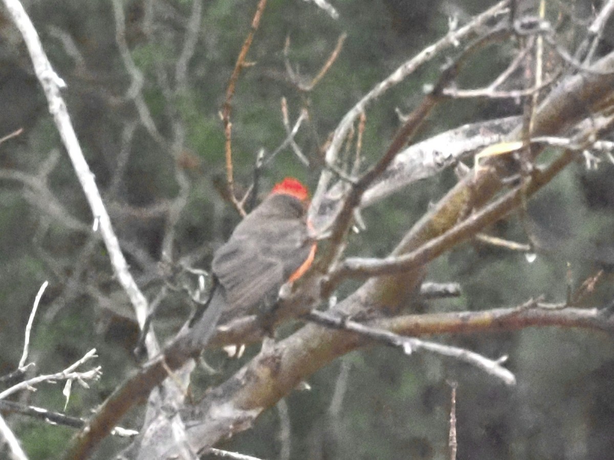 Vermilion Flycatcher - ML618608947