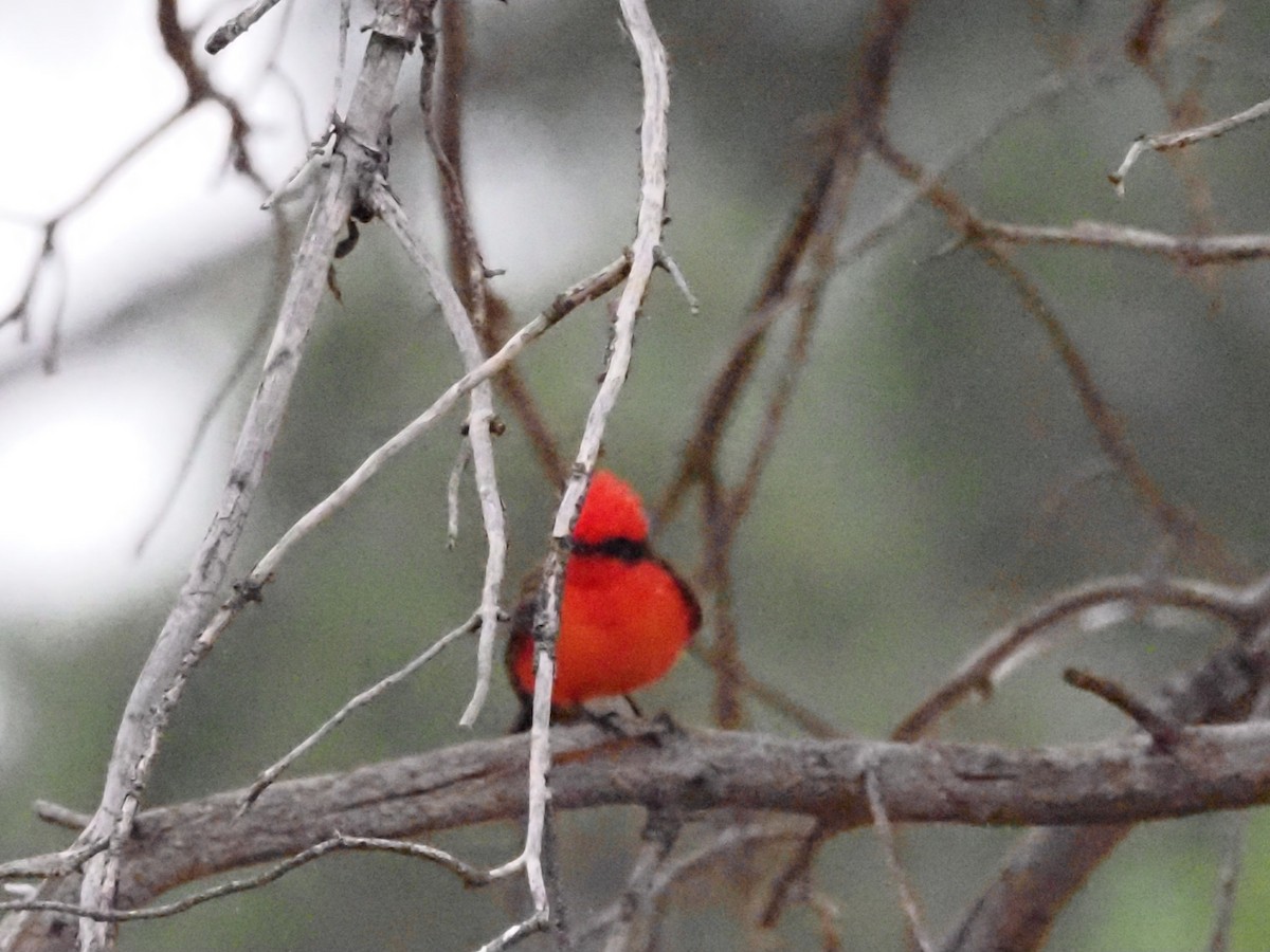 Vermilion Flycatcher - ML618608949