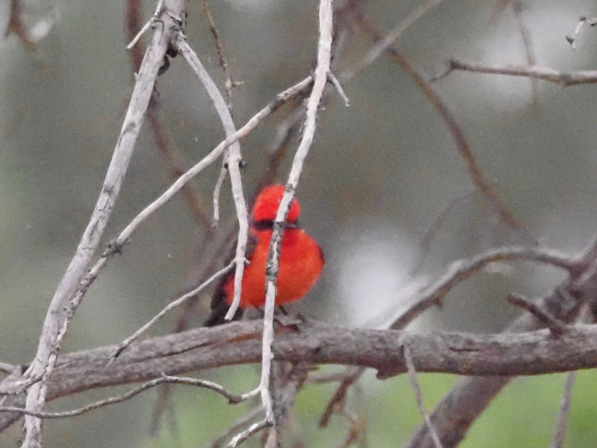 Vermilion Flycatcher - ML618608950