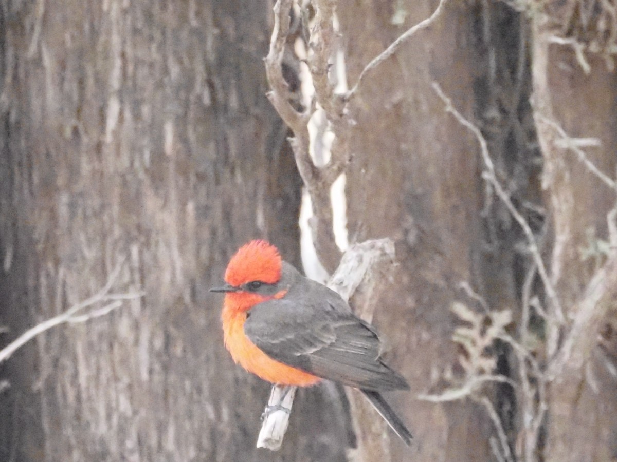 Vermilion Flycatcher - ML618608952