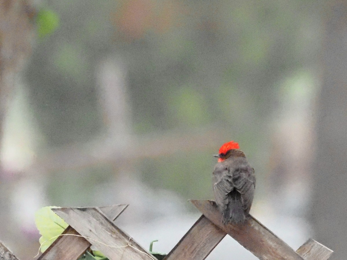 Vermilion Flycatcher - ML618608955