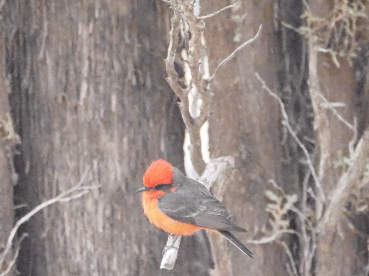 Vermilion Flycatcher - ML618608956