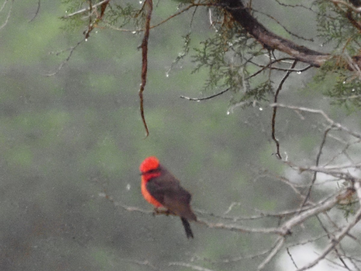 Vermilion Flycatcher - ML618608957