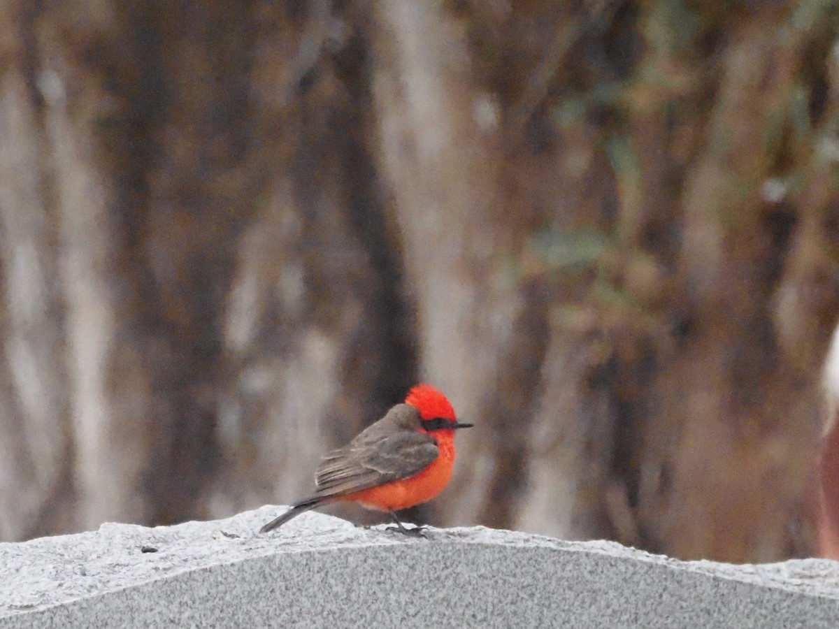 Vermilion Flycatcher - ML618608958