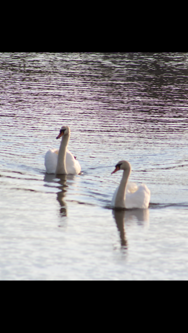 Mute Swan - ML618609070