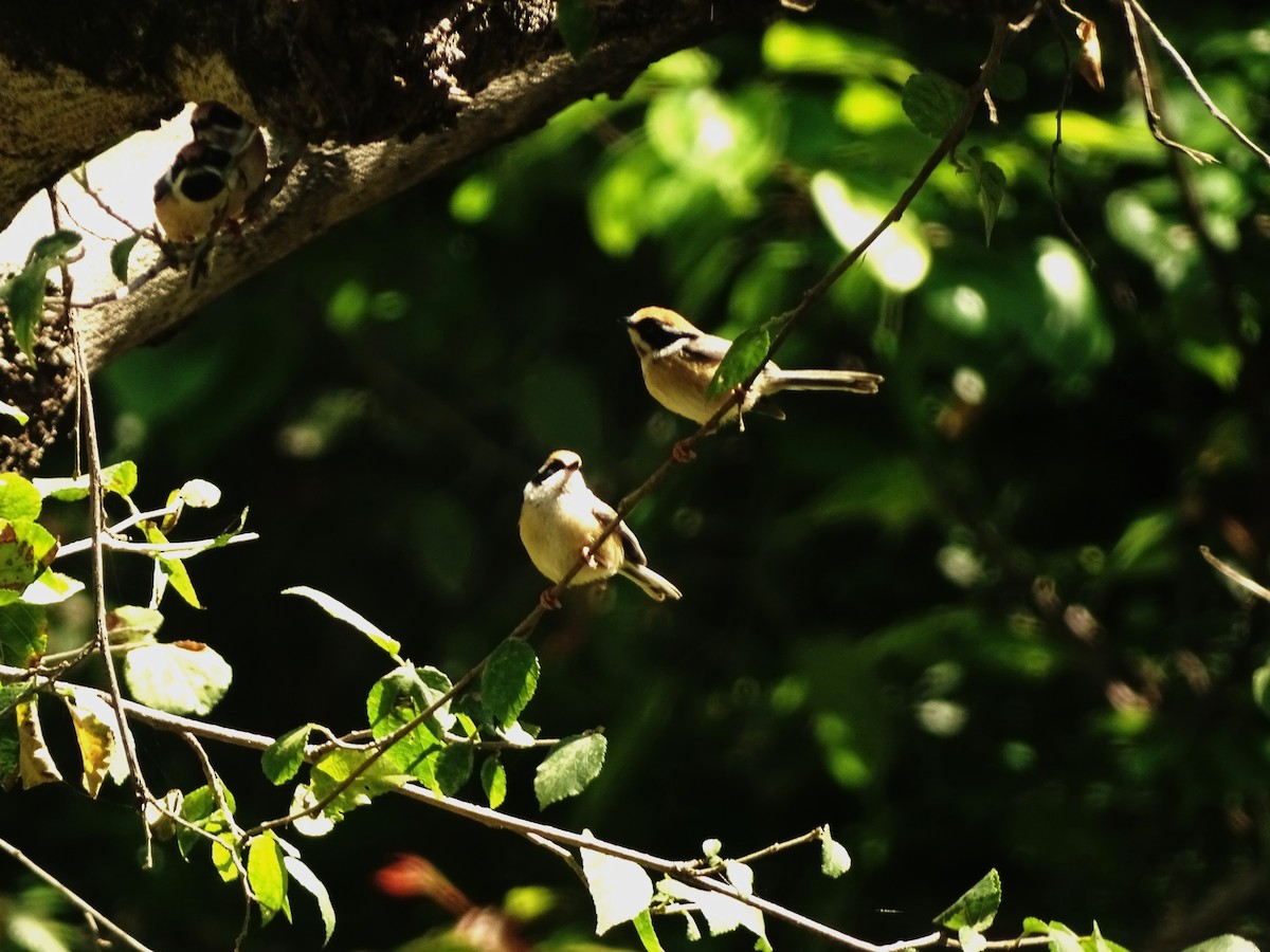 Black-throated Tit - ML618609078