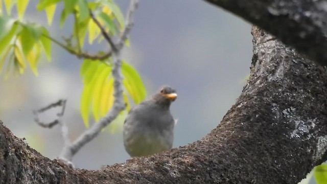 Tickell's Thrush - ML618609084