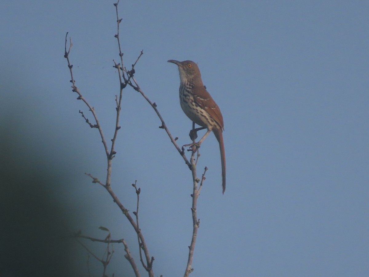 Long-billed Thrasher - Maia Ginsburg