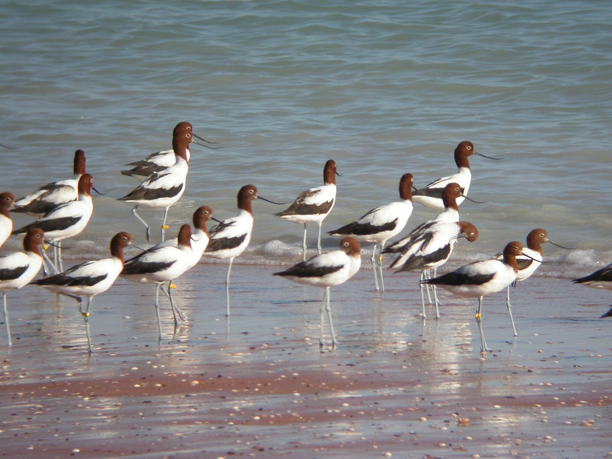 Red-necked Avocet - ML618609136